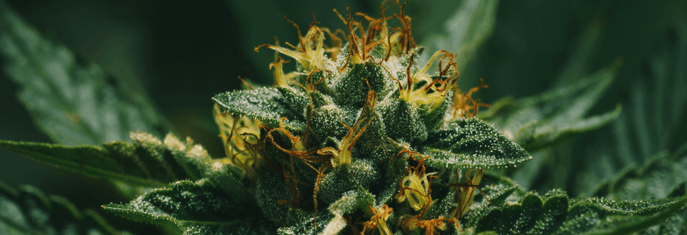 Nahaufnahme Cannabispflanzen