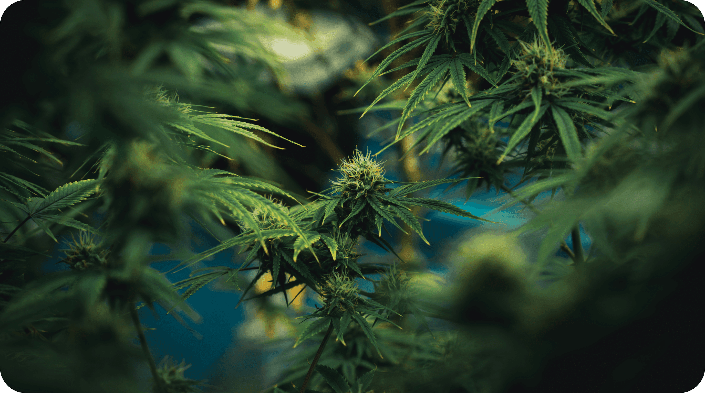 Fokus auf eine Cannabispflanze. Drumherum weitere Pflanzen